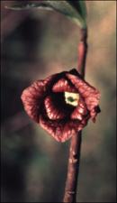 Asimina triloba (Native)   (click for a larger preview)