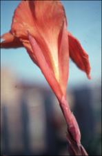 Canna indica (Cultivated) 7   (click for a larger preview)