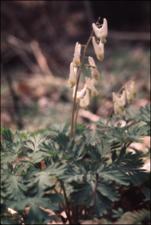 Dicentra cucullaria (Native) 2   (click for a larger preview)