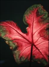 Caladium sp. (Cultivated) 2   (click for a larger preview)