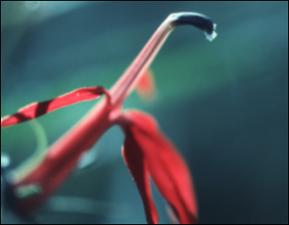 Lobelia cardinalis   (click for a larger preview)