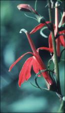 Lobelia cardinalis 2   (click for a larger preview)