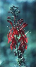Lobelia cardinalis 3   (click for a larger preview)
