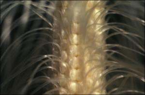 Zea mays (Cultivated) 3   (click for a larger preview)