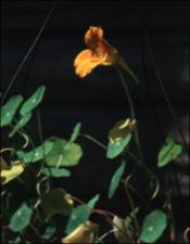 Tropaeolum majus (Cultivated)   (click for a larger preview)