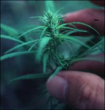 Cannabis sativa (Cultivated)   (click for a larger preview)