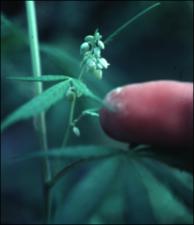 Cannabis sativa (Cultivated) 2   (click for a larger preview)