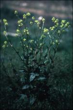 Brassica nigra (Introduced)   (click for a larger preview)