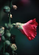 Alcea rosea   (click for a larger preview)