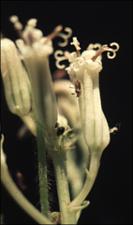 Cacalia atriplicifolia   (click for a larger preview)