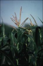 Zea mays (Cultivated) 4   (click for a larger preview)