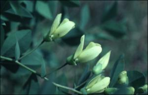 Baptisia bracteata (Native)   (click for a larger preview)