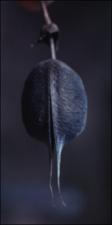 Baptisia bracteata (Native) 2   (click for a larger preview)