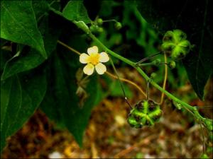 Bastardia viscosa var. viscosa  (Native)   (click for a larger preview)