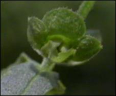 Warnockia scutellarioides  (Native) 12   (click for a larger preview)