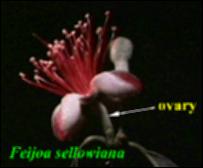 Feijoa sellowiana (Cultivated)   (click for a larger preview)