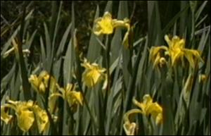 Iris pseudacorus (Introduced or Cultivated)   (click for a larger preview)