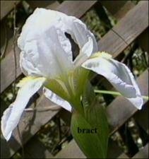 Iris pallida (Introduced or Cultivated)   (click for a larger preview)