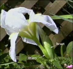 Iris pallida (Introduced or Cultivated) 2   (click for a larger preview)