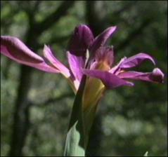 Iris virginica (Native)   (click for a larger preview)