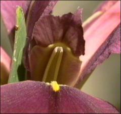 Iris virginica (Native) 2   (click for a larger preview)