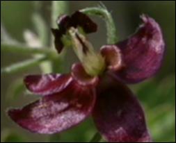 Krameria lanceolata (Native) 2   (click for a larger preview)