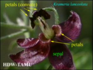 Krameria lanceolata (Native) 3   (click for a larger preview)