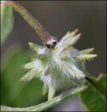 Krameria lanceolata (Native) 4   (click for a larger preview)