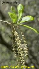 Quercus nigra (Native) 3   (click for a larger preview)