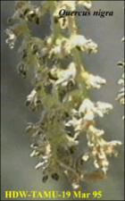 Quercus nigra (Native) 4   (click for a larger preview)