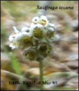 Saxifraga texana (Native) 5   (click for a larger preview)