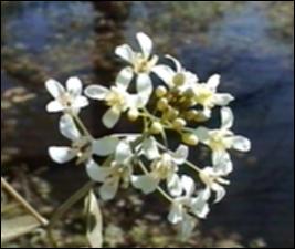Neobeckia aquatica (Native) 2   (click for a larger preview)