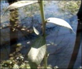 Neobeckia aquatica (Native) 3   (click for a larger preview)