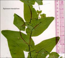 Bupleurum rotundifolium (Native)   (click for a larger preview)