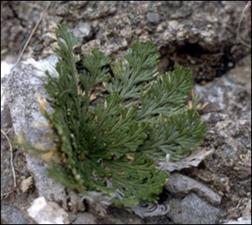 Selaginella pilifera (Native) 2   (click for a larger preview)