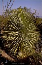 Yucca rostrata (Native)   (click for a larger preview)