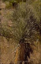 Yucca elata (Native)   (click for a larger preview)