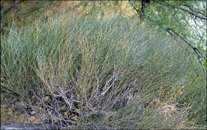 Ephedra sp. (Native)   (click for a larger preview)