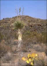 Yucca elata (Native) 2   (click for a larger preview)