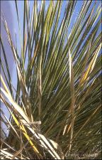 Yucca elata (Native) 3   (click for a larger preview)