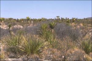 Yucca faxoniana (Native)   (click for a larger preview)