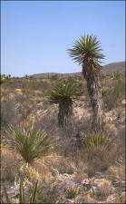 Yucca faxoniana (Native) 2   (click for a larger preview)