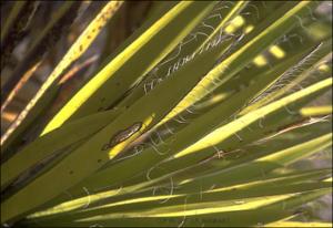 Yucca faxoniana (Native) 4   (click for a larger preview)