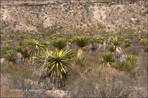 Yucca faxoniana (Native) 5   (click for a larger preview)