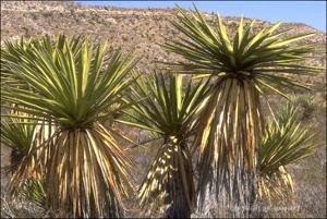 Yucca faxoniana (Native) 6   (click for a larger preview)