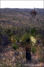 Yucca rostrata (Native) 2   (click for a larger preview)
