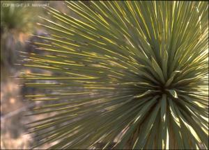 Yucca rostrata (Native) 3   (click for a larger preview)