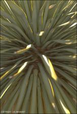 Yucca rostrata (Native) 4   (click for a larger preview)