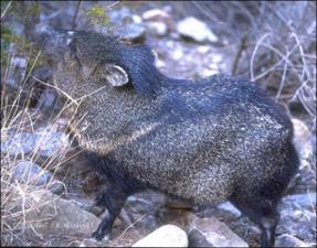 javelina   (click for a larger preview)