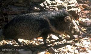 javelina 2   (click for a larger preview)